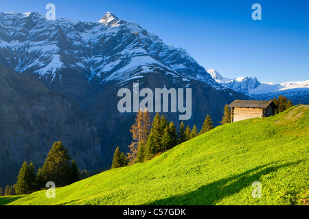 Camana, Switzerland, Europe, canton Graubunden, grisons, valley of Safien, mountains, alp, firs, stable, spring Stock Photo