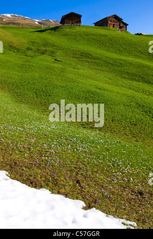 Camana, Switzerland, Europe, canton Graubunden, grisons, valley of Safien, mountains, alp, stables, snow rest, spring, flowers, Stock Photo