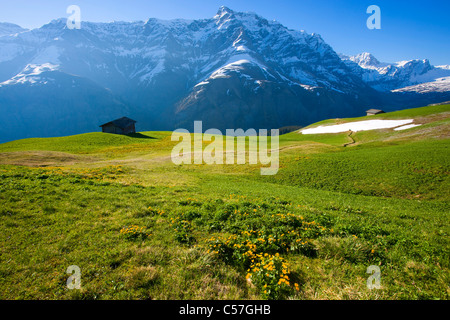 Camana, Switzerland, Europe, canton Graubunden, grisons, valley of Safien, mountains, alp, stables, snow rest, spring, flowers, Stock Photo