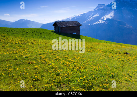 Camana, Switzerland, Europe, canton Graubunden, grisons, valley of Safien, mountains, alp, stable, spring, flowers, marsh marigo Stock Photo