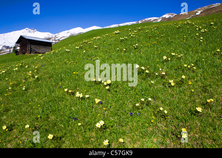 Camana, Switzerland, Europe, canton Graubunden, grisons, valley of Safien, mountains, alp, stable, spring, flowers, gentians, su Stock Photo