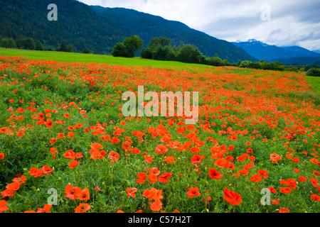 Domat-Ems, Switzerland, Europe, canton Graubunden, grisons, wood, forest, field, meadow, flowers, poppy Stock Photo