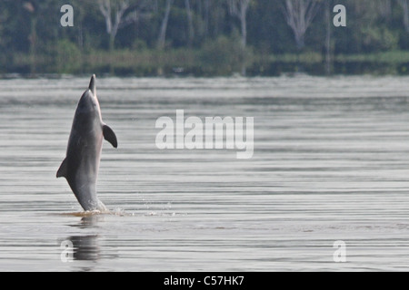 Tucuxi River Dolphin (Sotalia fluviatilis), also known as gray bufeo or black bufeo Stock Photo