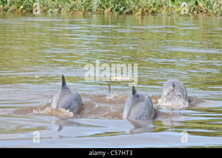 Tucuxi River Dolphin (Sotalia fluviatilis), also known as gray bufeo or black bufeo Stock Photo