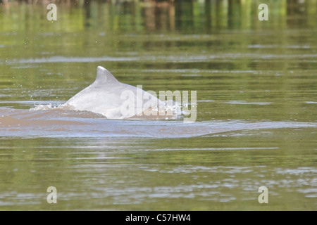 Tucuxi River Dolphin (Sotalia fluviatilis), also known as gray bufeo or black bufeo Stock Photo