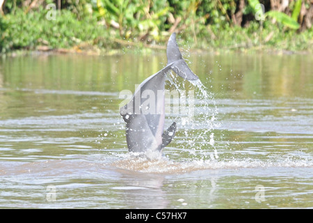 Tucuxi River Dolphin (Sotalia fluviatilis), also known as gray bufeo or black bufeo Stock Photo