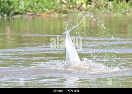 Tucuxi River Dolphin (Sotalia fluviatilis), also known as gray bufeo or black bufeo Stock Photo