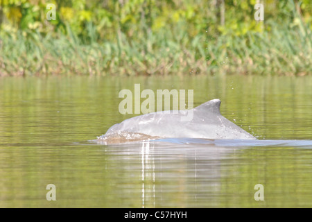 Tucuxi River Dolphin (Sotalia fluviatilis), also known as gray bufeo or black bufeo Stock Photo