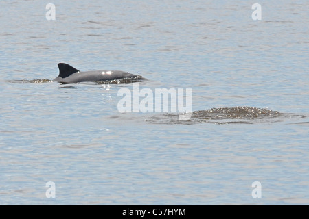 Tucuxi River Dolphin (Sotalia fluviatilis), also known as gray bufeo or black bufeo Stock Photo