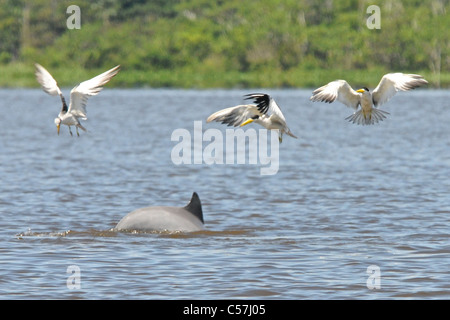 Tucuxi River Dolphin (Sotalia fluviatilis), also known as gray bufeo or black bufeo Stock Photo