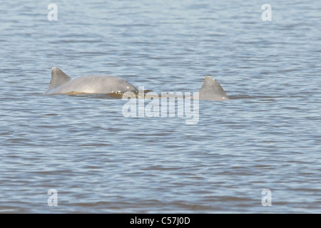 Tucuxi River Dolphin (Sotalia fluviatilis), also known as gray bufeo or black bufeo Stock Photo