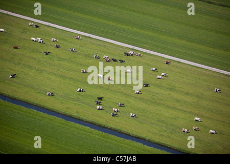 The Netherlands, Wijk bij Duurstede,Cows in polder. Aerial. Stock Photo