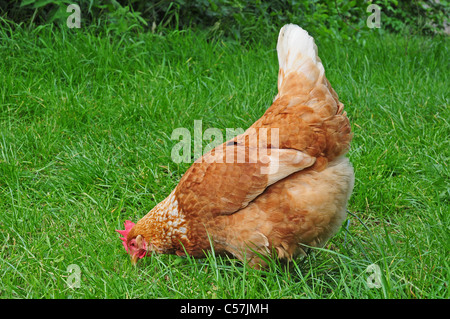 Domestic Chicken, Warren hens, freerange on grass, Chipping, Lancashire ...