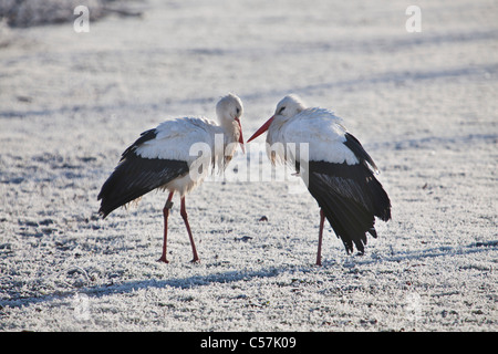 The Netherlands, Nigtevecht, Storks in snow. Stock Photo