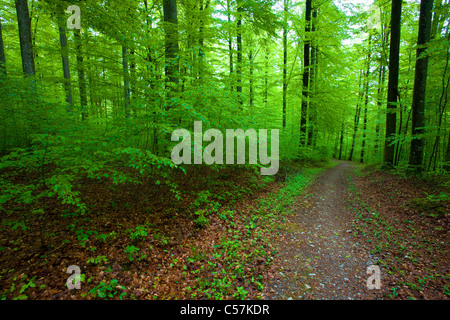 Sihlwald, Switzerland, Europe, canton Zurich, nature reserve, wood, forest, way, trees, beeches, spring Stock Photo