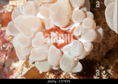 An orangutan crab on a bubble coral in Indonesia. Stock Photo