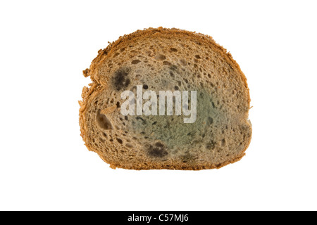 slice of moldy bread isolated on white background Stock Photo