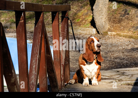 sad dog, basset hound on wooden bridge Stock Photo