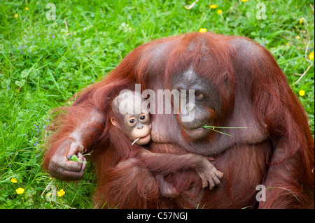 Mother orangutan with her cute baby in the grass Stock Photo