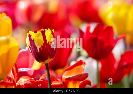 The Netherlands, Lisse, Tulip flowers. Stock Photo