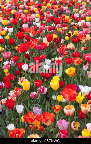 The Netherlands, Lisse, Tulip flowers. Stock Photo
