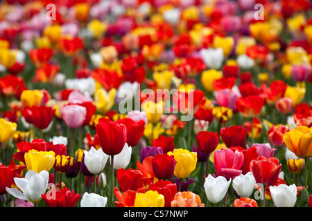 The Netherlands, Lisse, Tulip flowers. Stock Photo