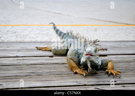 Iguana on the wooden floor. Stock Photo