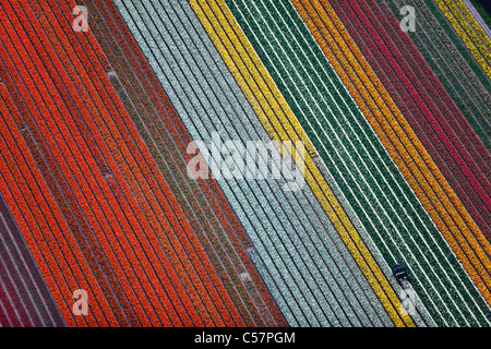 The Netherlands, Lisse, Flowering bulb fields, mainly tulip. Aerial. Stock Photo