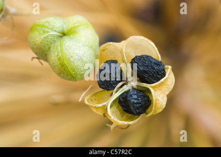 Seeds of Allium (Allium 'Purple Sensation'). UK garden. Stock Photo