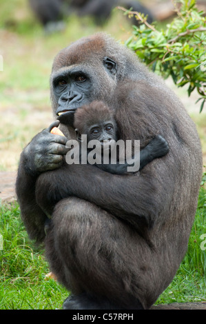 close-up of a mother gorilla and her cute baby Stock Photo