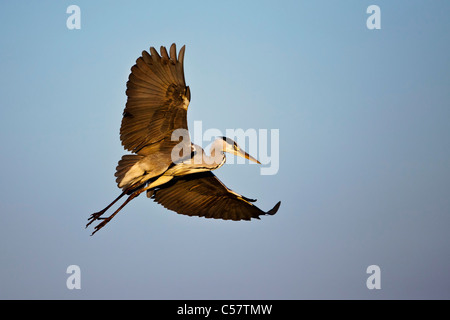 The Netherlands, Sluis, National Park called Zouweboezem. Grey Heron, Ardea herodias. Stock Photo