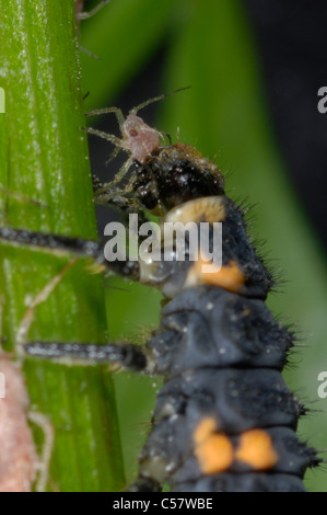 A Ladybird Larva Feeding On An Aphid Colony On A Young Pear Tree Shoot 