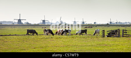 The Netherlands, Kinderdijk, Windmills, Unesco World Heritage Site. Cows in meadow. Stock Photo