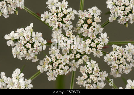 Fool's parsley (Aethusa cynapium) flowering umbel Stock Photo