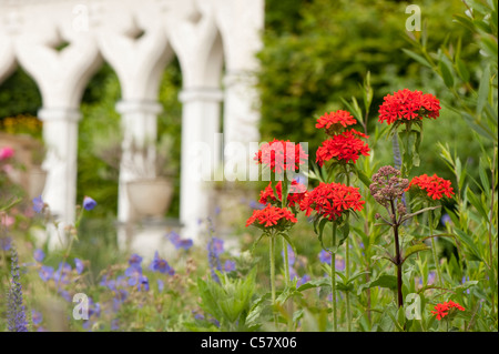 Lychnis chalcedonica, Maltese Cross Flower, with Geranium pratense and the exedra in the background, Painswick Rococo Garden Stock Photo