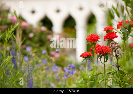 Lychnis chalcedonica, Maltese Cross Flower, with Geranium pratense and the exedra in the background, Painswick Rococo Garden Stock Photo