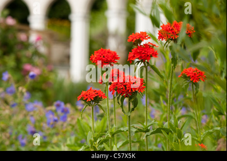 Lychnis chalcedonica, Maltese Cross Flower, with Geranium pratense and the exedra in the background, Painswick Rococo Garden Stock Photo