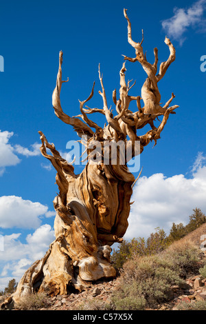 A very old bristlecone pine in The Ancient bristlecone pine Forest Inyo national Forest Bishop California USA United States of America