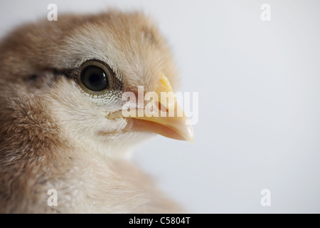 Cream legbar chick Stock Photo