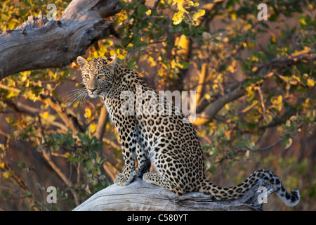 Leopard (Panthera pardus) rests on a fallen tree before heading on its evening hunt. Kwando Concession, Botswana Stock Photo