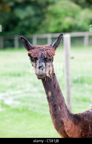 Suri alpaca Stock Photo