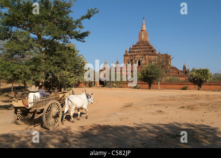Asia, Burma, Myanmar, Bagan, temple, Sulamani, carts, cart, ox, oxcart Stock Photo