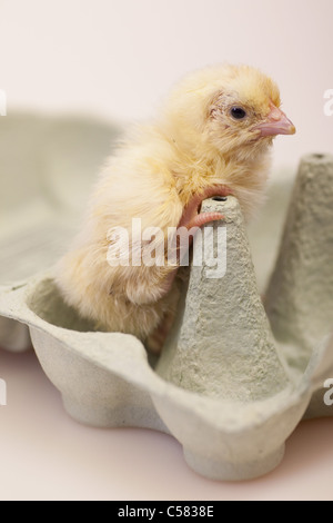 Babe chick in egg box Stock Photo