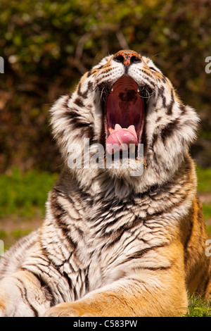 altaica, Amur tiger, outside, Carnivora, outdoors, outside, individually, fauna, great cat, catlike, Panthera, Pantherinae, big Stock Photo