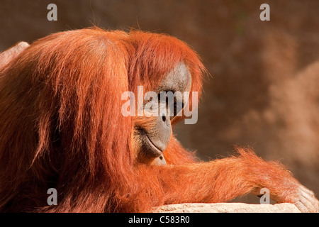 Monkeys, age, old person, Asia, Borneo, face, faces, mane, male, ape, national, nature, Orang, orang-utan, Orangutan, park, Pong Stock Photo