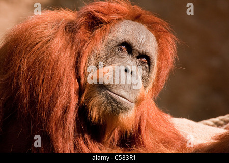 Monkeys, age, old person, Asia, Borneo, face, faces, mane, male, ape, national, nature, Orang, orang-utan, Orangutan, park, Pong Stock Photo