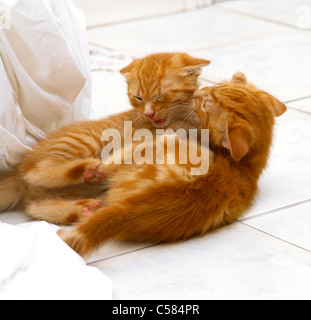 Two Eight Week Old Ginger Kittens Playfighting Stock Photo