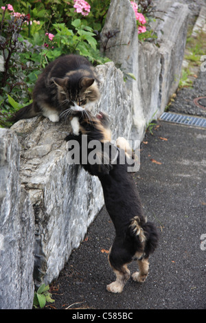 Switzerland, cat, wall, Norwegian forest cat, domestic animal, pet, Stock Photo