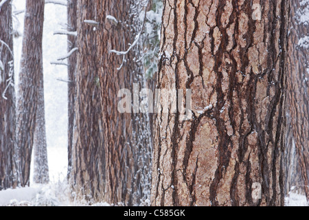 Snow covered Ponderosa Pine tree (Pinus benthamiana) trunks on the edge of Cook's Meadow - Yosemite National Park, California Stock Photo