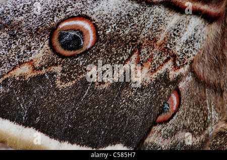 Giant Peacock Moth, Saturnia pyri, moth, butterfly, mediterranean, insect, insects, animal, animals, wildlife, fauna, nature Stock Photo